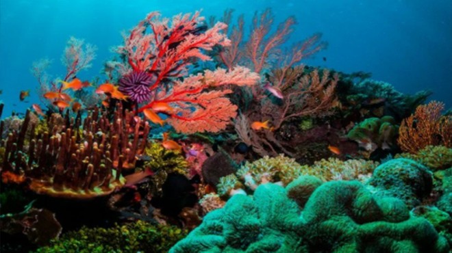 Mercanlar da küresel ısınma kurbanı!
