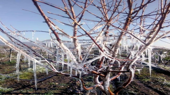 Meteorolojiden İzmir ve Ege için zirai don uyarısı!