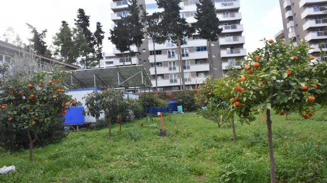 Mineralli jeotermal suyla gübresiz tarım