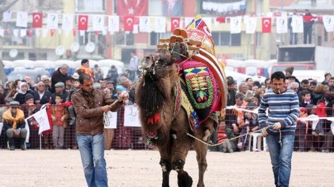 Minik başkan talimat verdi, başkan kaldırdı: Deve güreşi yok, burs var!