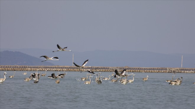 Minik flamingolar uçmayı 'doğal kreş'te öğreniyor