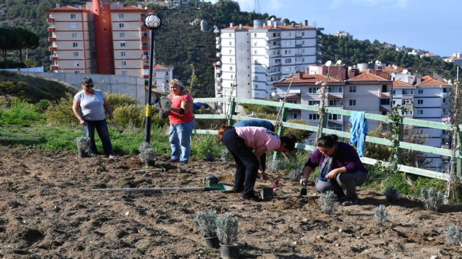 Narlıdere lavanta kokacak!