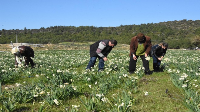 Nergis tarlalarında festival heyecanı