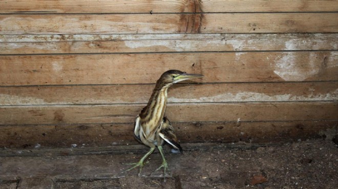 Nesli tükenen kuş İzmir'de yaralı bulundu