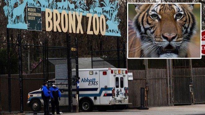 New York'ta hayvanat bahçesindeki kaplan Nadia'da virüs çıktı!