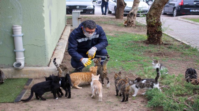 O ilçede 5 bin can dostu kısırlaştırıldı