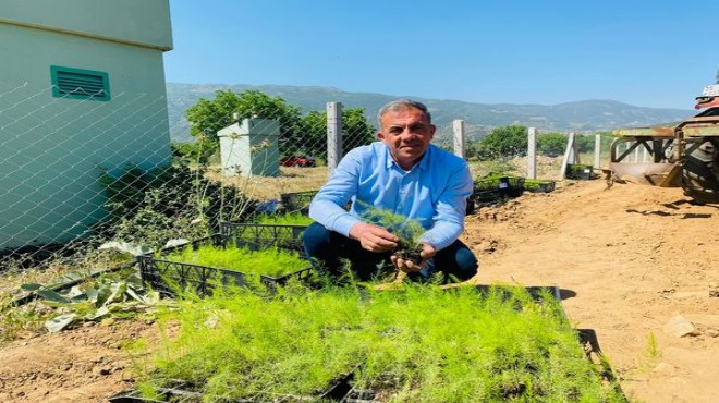 O ilçede bir ilk: Kuşkonmaz üretimi!