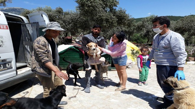 O köpekler sağlıklarına kavuştu