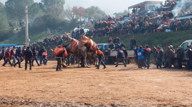 Ödemiş te 23 üncü  Deve Güreşleri  yapıldı