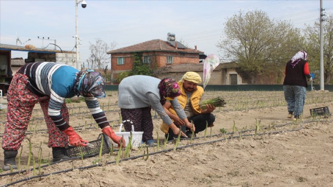 Ödemiş'te kuşkonmaz hasadı zamanı!