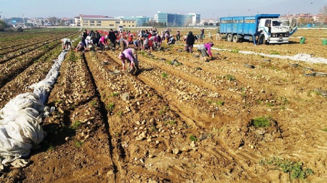 Patates üreticilerinden 'fiyat artışı' yorumu