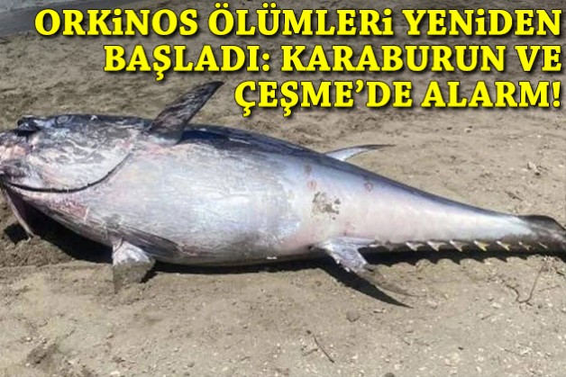 Ölümler yeniden başladı: Çeşme ve Karaburun'da orkinos alarmı!