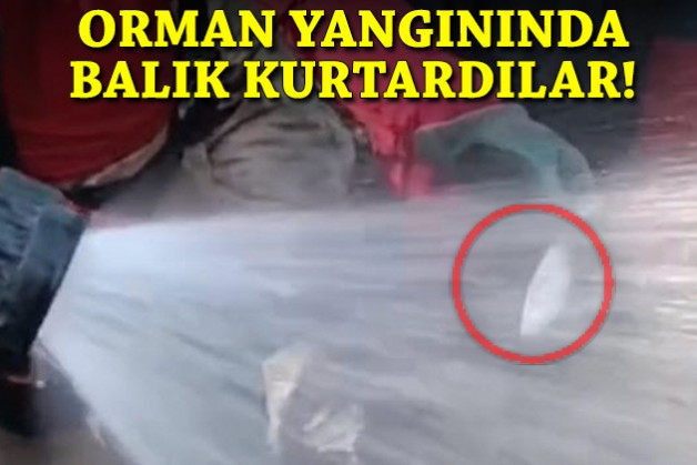 Orman yangınında balık kurtardılar!