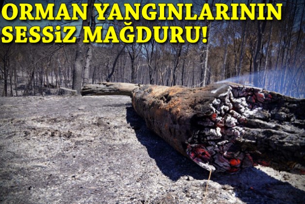Orman yangınlarının sessiz mağduru!