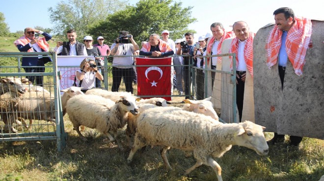 Otlatma sezonu açıldı: AK Partili Dağ'dan rakamlarla hayvancılığa destek mesajları!