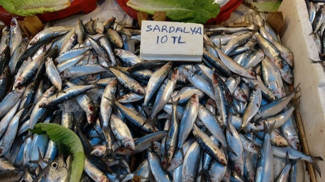 Palamut gitti, sardalya bolluğu geldi!