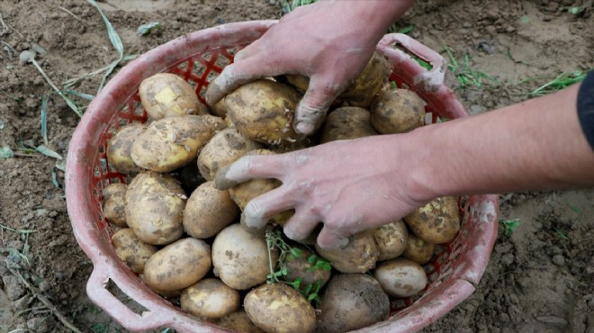 Patates İzmir tarlalarında 1.5 lira!