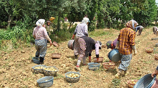 Patateste üretici fiyatı düşüşe geçti