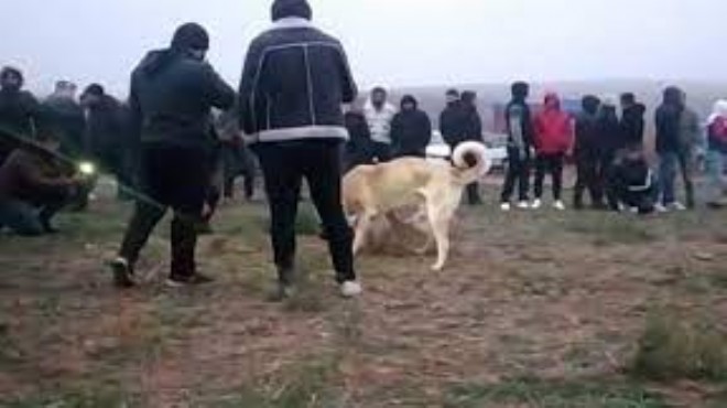 Şafakta 'köpek dövüşü' operasyonu: 25 gözaltı