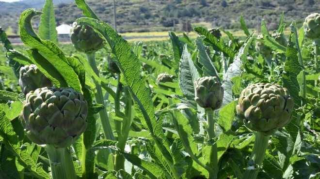 Sakız enginarı hem sofraları hem annelerin kalplerini fethedecek