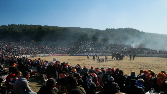 Selçuk ta büyük deve güreşi şöleni