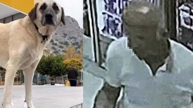 Servis şoförüne köpeğe cinsel saldırıdan gözaltı