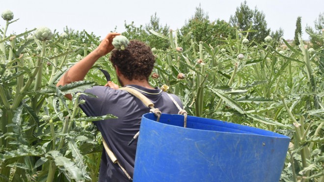 Sezonun son hasadında 100 milyon baş enginar kesildi