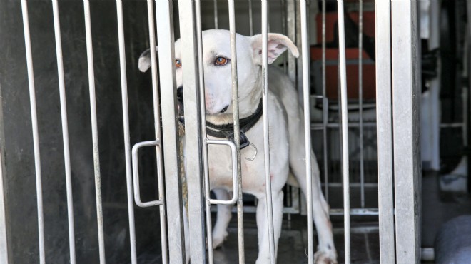 Şiddet mağduru köpeğe Buca Belediyesi sahip çıktı