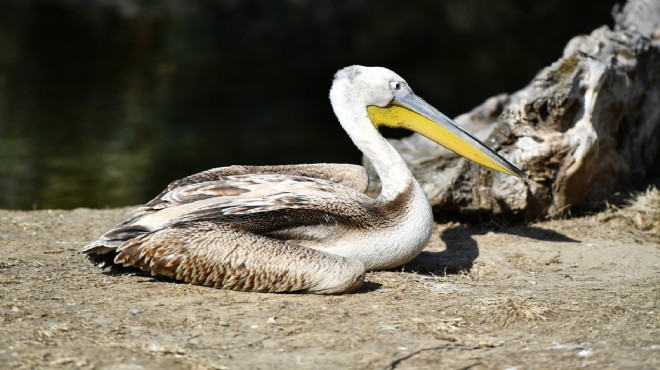 Silahla vurulan flamingo ve iki pelikan Doğal Yaşam'da tedavi altında