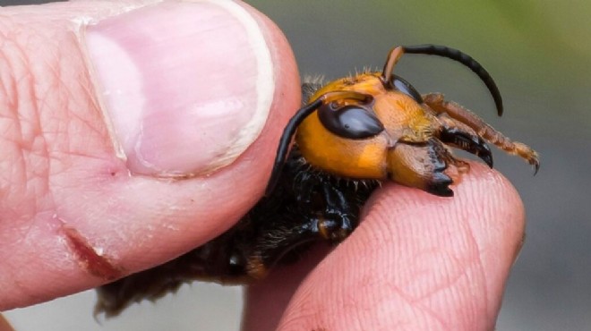 Şimdi de katil arı kabusu: Avrupa'ya da sıçradı!
