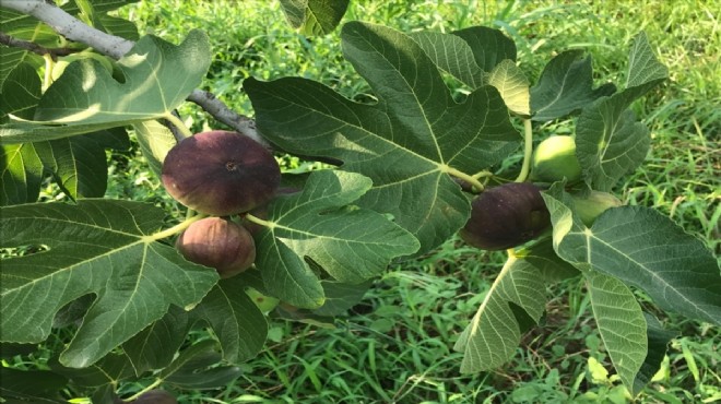 Siyah incir ihracatı yola çıkıyor!