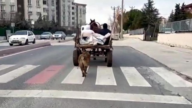 Skandal görüntü: Köpeği at arabasına bağlayıp koşturdu!