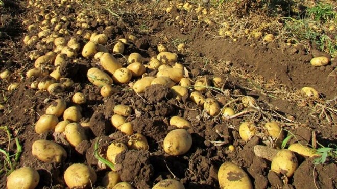 Patates sofraların yeni lüksü oldu!