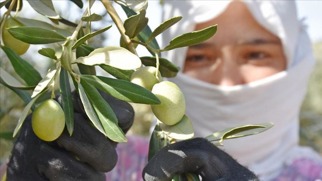 Sofralık zeytin ihracatında rekor kırıldı