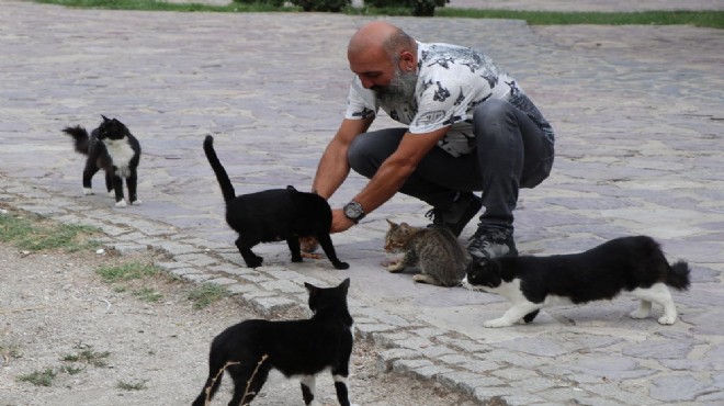 Sokak kedilerinin kaderini mahkeme belirleyecek