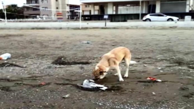 Sokak köpeği, ölen martıyı son yolculuğuna uğurladı!