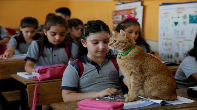 Tatil bitti ve 'Tombi' yeniden sınıfta!