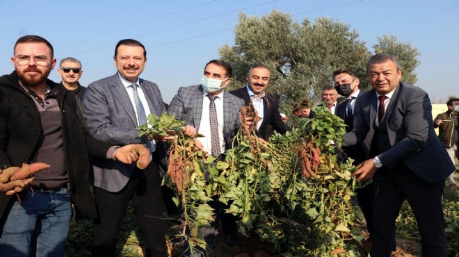 Tatlı patates İzmir'in ürün desenine eklendi