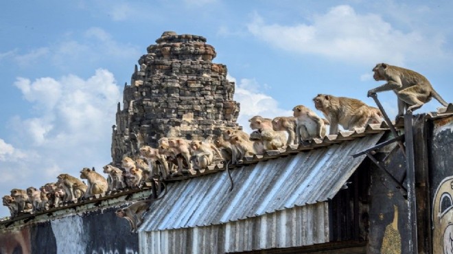 Tayland'ın Lopburi kentinin hakimi maymunlar!