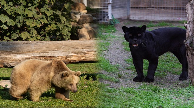 Tehlike altındaki türler İzmir’e emanet