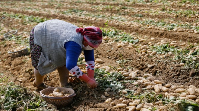 Tescilli Ödemiş patatesinde hasat sürüyor