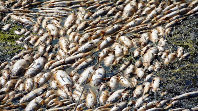Toplu balık ölümlerinde 2 belediye hakkında suç duyurusu