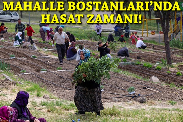 Topraktan sofraya kadın emeği: Mahalle Bostanları'nda hasat zamanı