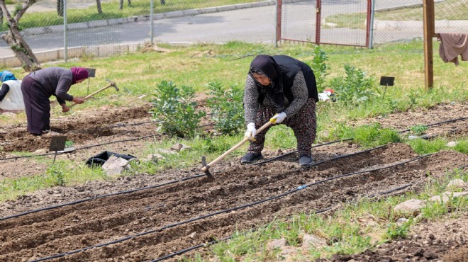 Topraktan sofraya kadın emeği: Mahalle Bostanları nda hasat zamanı