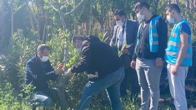 Ülkü Ocakları ndan ağaçlara aşılama projesi