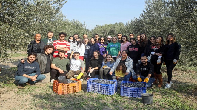 Üniversitelilerden gönüllü zeytin hasadı