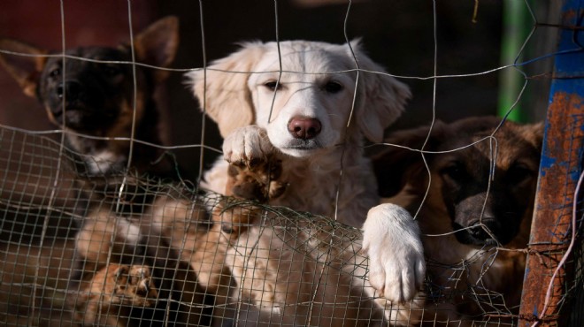 Ünlü köpek eğitmeni: Hiçbir hayvan barınağı hak etmiyor, hele ki Türkiye şartlarında!