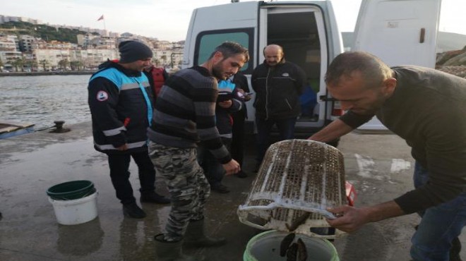 İzmir'den Uzak Doğu'ya deniz patlıcanı ihracı