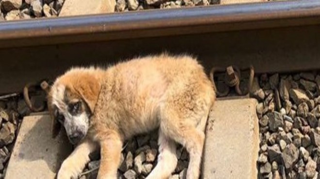 Vahşet: 3 köpeği tren raylarına attılar!