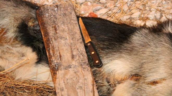 Vahşet: Sokak köpeğini bıçaklayarak öldürdüler